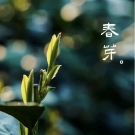 这个春日“游大洋”，寻茶去！